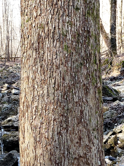 {Magnolia acuminata}
